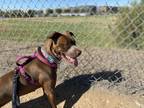 Adopt Coco a Brown/Chocolate - with White American Pit Bull Terrier / Mixed dog