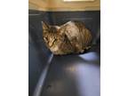 Adopt Bella a Brown Tabby Domestic Shorthair (short coat) cat in Linton