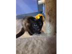 Adopt Begonia a All Black Domestic Shorthair (short coat) cat in Linton