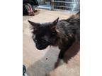 Adopt Poison Ivy a Black (Mostly) Domestic Longhair (long coat) cat in Linton