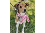 Adopt Harley a Beagle / Mixed Breed (Medium) / Mixed dog in Carthage