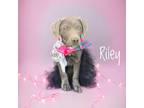 Adopt Riley a Labrador Retriever / Mixed Breed (Medium) / Mixed dog in Carthage