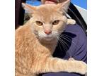 Adopt Sam a Tan or Fawn Domestic Shorthair (short coat) cat in Traverse City