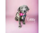 Adopt Rummy a Labrador Retriever / Mixed Breed (Medium) / Mixed dog in Carthage