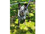 Adopt Buck a Cattle Dog / Mixed Breed (Medium) / Mixed dog in Carthage