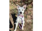 Adopt Amos a Shepherd (Unknown Type) / Mixed Breed (Medium) / Mixed dog in