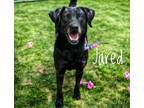 Adopt Jarred a Labrador Retriever / Mixed Breed (Medium) / Mixed dog in
