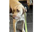 Adopt ASPEN a Labrador Retriever / Kuvasz / Mixed dog in South Lake Tahoe