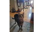 Adopt Chase a Domestic Shorthair / Mixed (short coat) cat in Skippack
