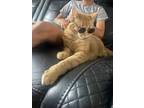 Adopt Fred a Orange or Red Tabby American Shorthair / Mixed (short coat) cat in