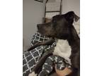 Adopt Sable a Gray/Blue/Silver/Salt & Pepper Staffordshire Bull Terrier /