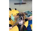 Adopt Julep a Brindle - with White Mixed Breed (Medium) / Mixed dog in Garnet