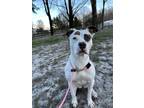 Adopt Kahlua a White - with Brown or Chocolate Pit Bull Terrier / Mixed dog in