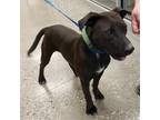 Adopt Maverick a Black - with White Patterdale Terrier (Fell Terrier) / Labrador