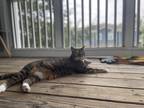 Adopt Luna a Calico or Dilute Calico Tabby / Mixed (short coat) cat in Cary