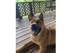 Adopt Rusty a Red/Golden/Orange/Chestnut Chow Chow / German Shepherd Dog / Mixed