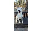 Adopt Keith a White Mixed Breed (Large) / Mixed dog in Georgetown, SC (40168182)
