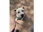 Adopt Honey a Tan/Yellow/Fawn Mixed Breed (Large) / Mixed dog in Georgetown