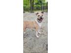 Adopt Celeste a Tan/Yellow/Fawn Mixed Breed (Medium) / Mixed dog in Georgetown
