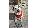 Adopt Clyde a White Mixed Breed (Small) / Mixed Breed (Medium) / Mixed (short