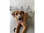 Adopt Ellis a Red/Golden/Orange/Chestnut Mixed Breed (Large) / Mixed dog in
