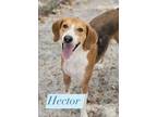 Adopt Hector a Tan/Yellow/Fawn Hound (Unknown Type) / Mixed Breed (Medium) /