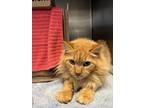 Adopt Oliver a Orange or Red Domestic Longhair / Mixed Breed (Medium) / Mixed