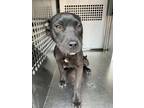 Adopt Patsy a Black American Pit Bull Terrier / Mixed Breed (Medium) / Mixed