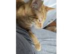 Adopt Provolone a Orange or Red Tabby Domestic Shorthair (short coat) cat in