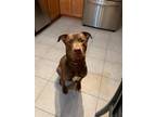 Adopt Toby a Brown/Chocolate Akbash / American Pit Bull Terrier / Mixed dog in