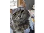 Adopt Martha a Gray, Blue or Silver Tabby Domestic Longhair (long coat) cat in