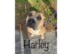 Adopt Harley a Tan/Yellow/Fawn Mixed Breed (Large) / Mixed dog in Georgetown