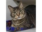 Adopt Binx a Domestic Shorthair / Mixed (short coat) cat in Genoa, IL (41235834)