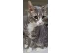 Adopt Versace a Domestic Mediumhair / Mixed (short coat) cat in Genoa