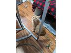 Adopt Brie a Orange or Red Tabby Domestic Shorthair (short coat) cat in Fork
