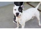 Adopt Marilyn a White - with Black Terrier (Unknown Type