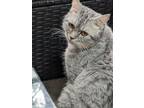 Adopt Dewey a Gray or Blue (Mostly) British Shorthair (short coat) cat in Fork