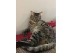Adopt Leda a Brown Tabby American Shorthair / Mixed (short coat) cat in Saint