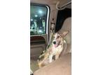 Adopt Cinch and Rex a Merle Border Collie / Catahoula Leopard Dog / Mixed dog in
