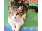 Adopt Lucy (aka Lulu) a Gray, Blue or Silver Tabby Domestic Shorthair / Mixed