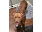 Adopt Fat Tony a Red/Golden/Orange/Chestnut American Pit Bull Terrier / Mixed
