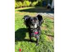 Adopt Hailey a Black Flat-Coated Retriever / Papillon / Mixed dog in PHOENIX