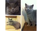 Adopt Freya a Gray or Blue British Shorthair / Mixed (short coat) cat in Lake