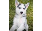 Adopt Joan Jett a Siberian Husky / Mixed dog in Crystal Lake, IL (41308067)