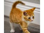 Adopt Ollie a Orange or Red Tabby Domestic Shorthair (short coat) cat in Ocala