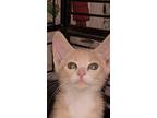 Adopt Wilbur a Domestic Shorthair / Mixed (long coat) cat in Ocala