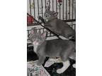 Adopt Robert a Gray or Blue (Mostly) Domestic Shorthair / Mixed (short coat) cat