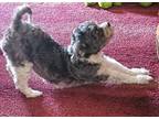 Adopt Jazzy a Gray/Blue/Silver/Salt & Pepper Shih Tzu / Poodle (Miniature) dog