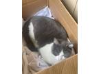 Adopt Enid a Gray or Blue (Mostly) American Shorthair / Mixed (short coat) cat