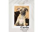 Adopt Carla a Black Mouth Cur / Boxer dog in Lukeville, AZ (41060482)